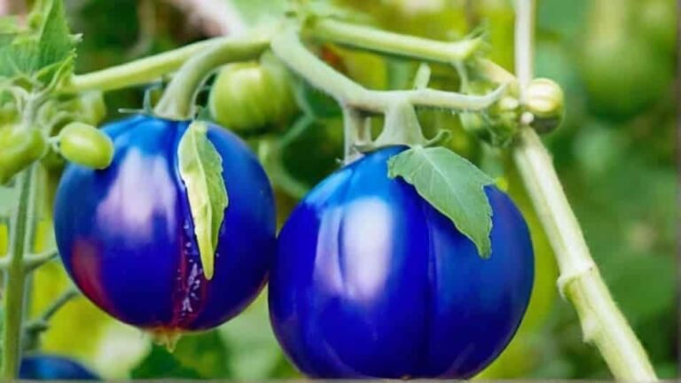 A Comprehensive Guide to Growing Blue Tomatoes