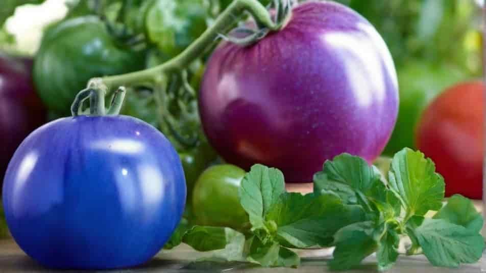 A Deep Dive into Blue Tomatoes