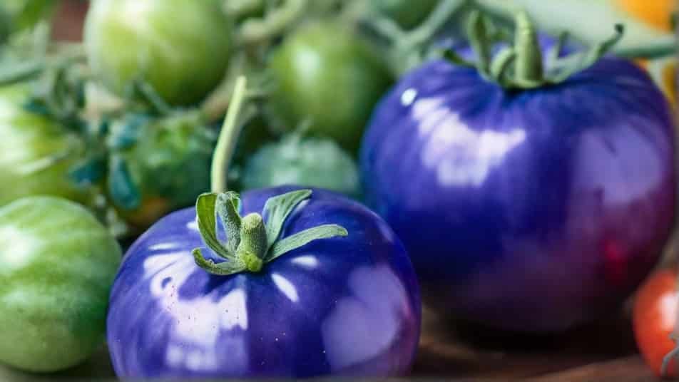 A Deep Dive into Blue Tomatoes