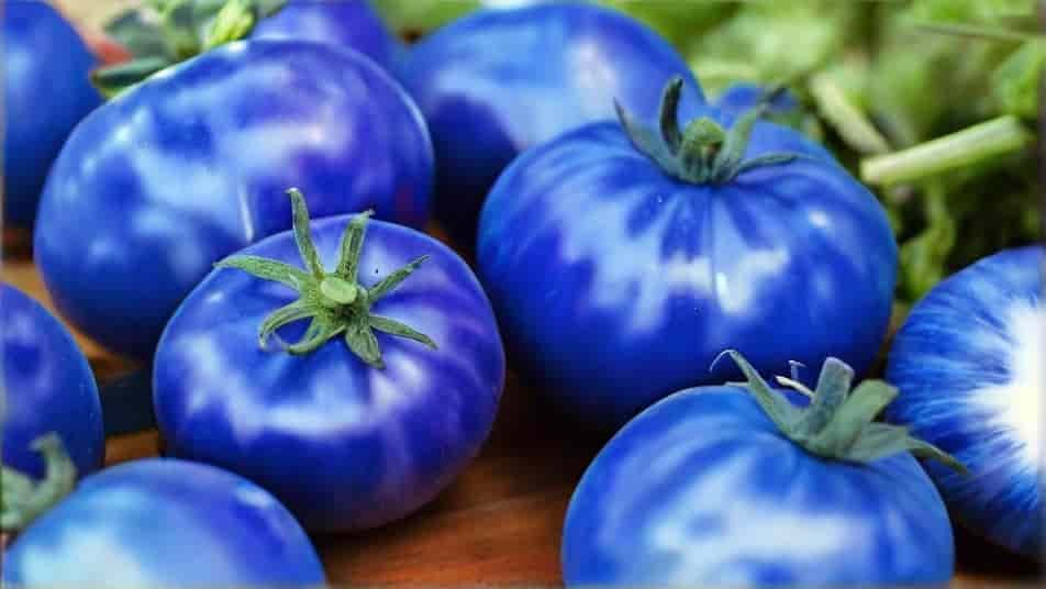 Blue Tomato Bonanza