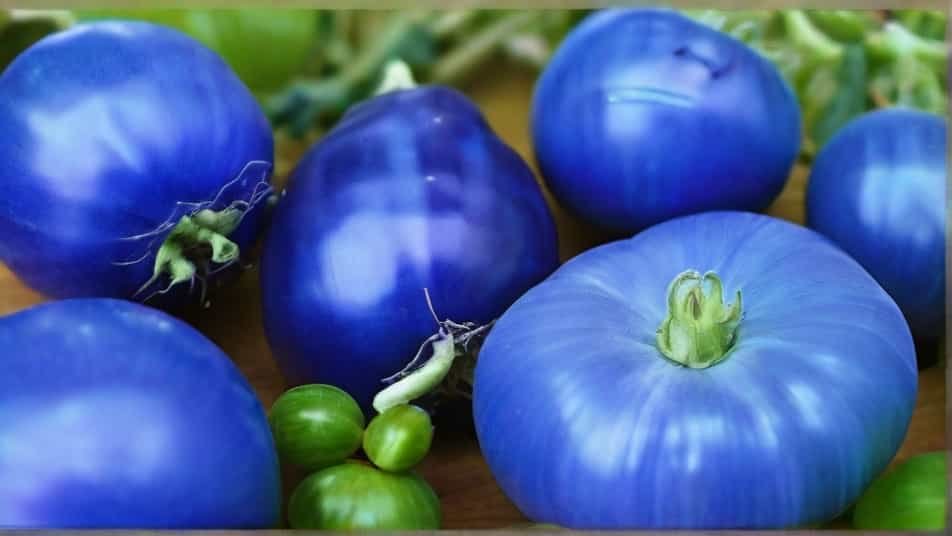 Blue Tomato Bonanza