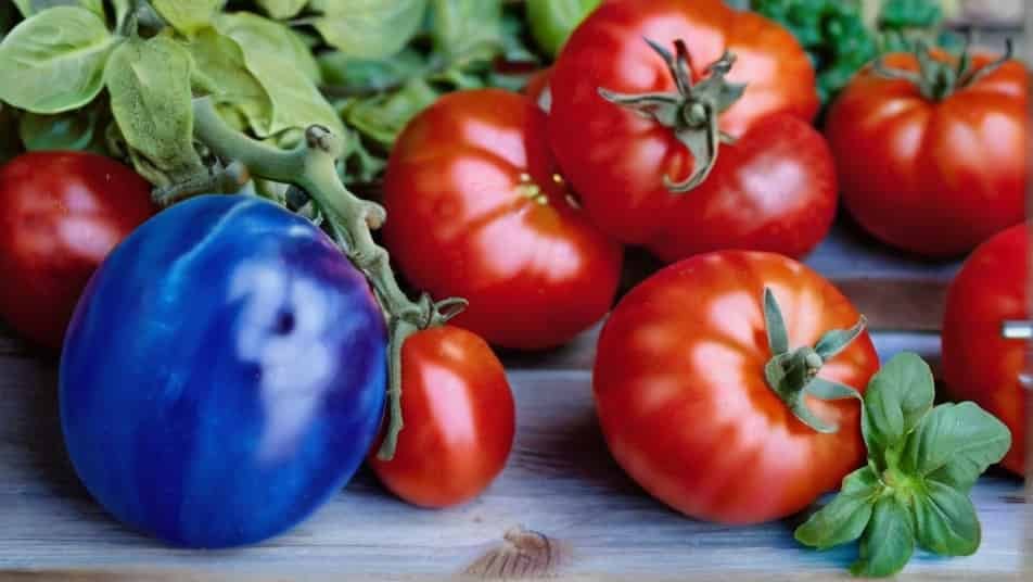 Blue Tomatoes vs. Traditional Reds